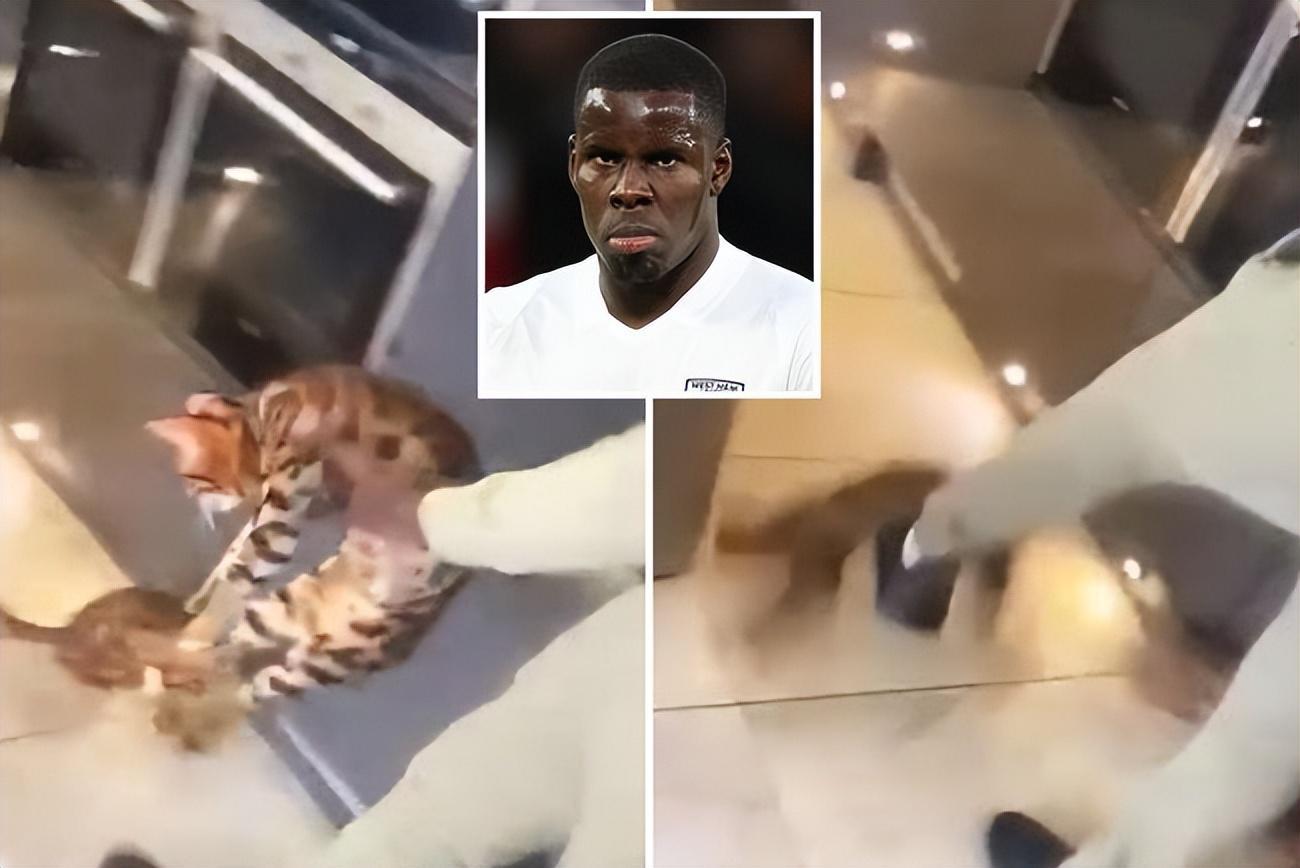 leyu-搞笑！山东泰山欲签虐猫后卫，遭国外网友嘲讽：山东的猫注意安全